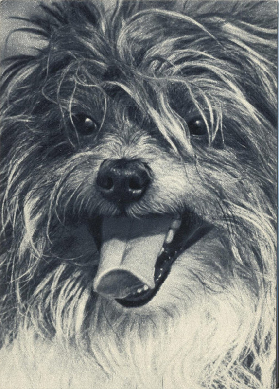 Тибетский терьер 1969 Планета 24