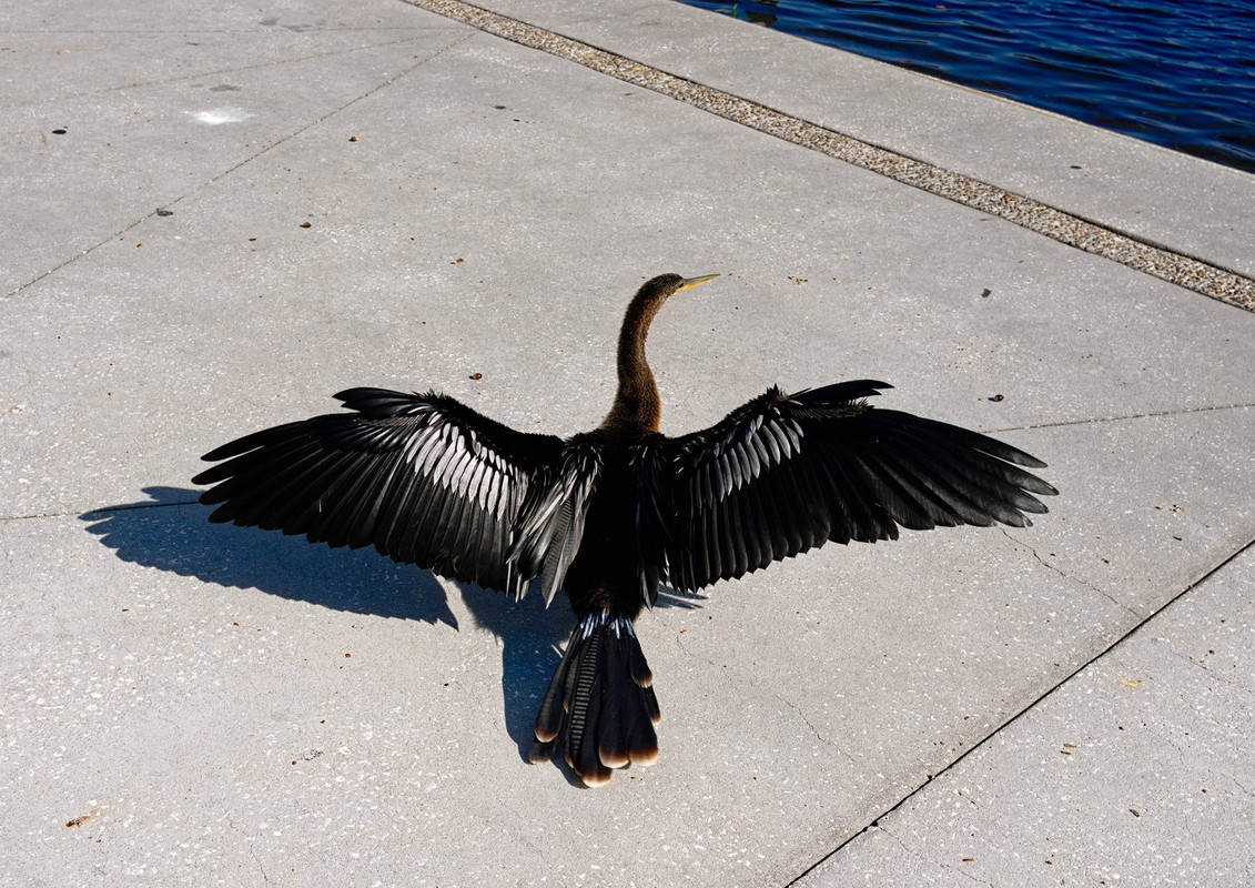 Drying the wings