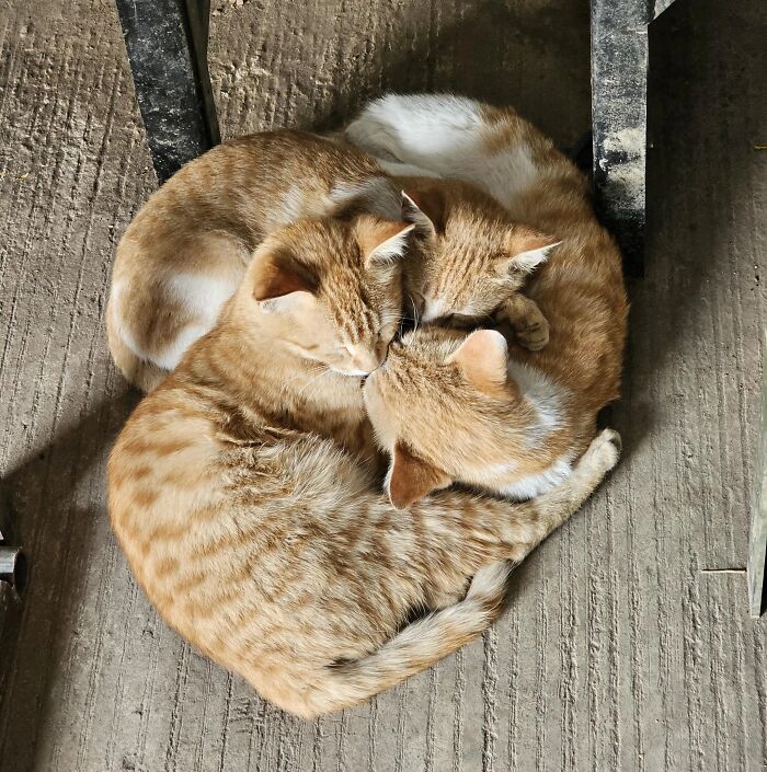 imgi-2-post-a-pic-of-your-pets-weird-69e8947c5f87c-700.jpg