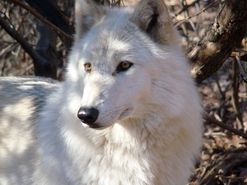 cute-female-arctic-wolf-by-Trial-By-Combat-DA.jpg