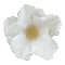  White flowe 