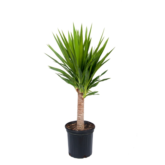 Liven Up Your Space: Up to 45% Off House Plants at Lowe’s