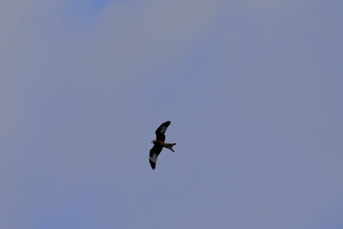 2D275999-3D33-407D-BD98-5A4646C730D5