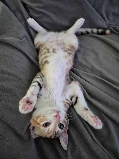 Slika