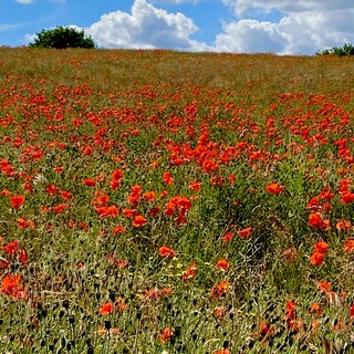 field-poppies.jpg