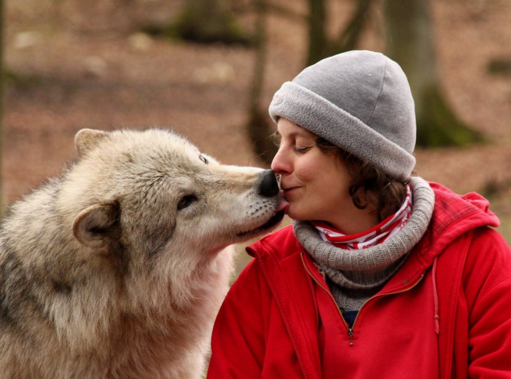 How wolves act toward other living beings ... 2-D9842860-131203-coslog-wolf-wolfsciencecenter