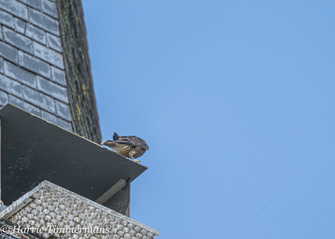 Alphen NBr. M D/J ~ Vrouw geen ringen. 6