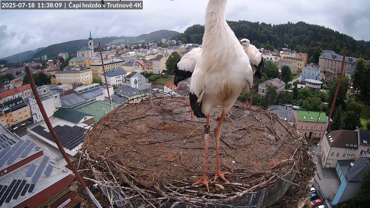 Tiešraide no stārķa ligzdas uz alus darītavas skursteņa Trutnovā 13-31-41 screenshot (1)