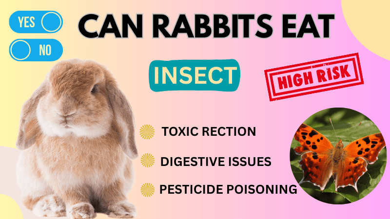 Do Rabbits Eat Insects Do Rabbits Eat Insects