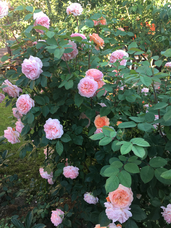 FE9C241A-B086-42E6-AC2C-5B27B177C745