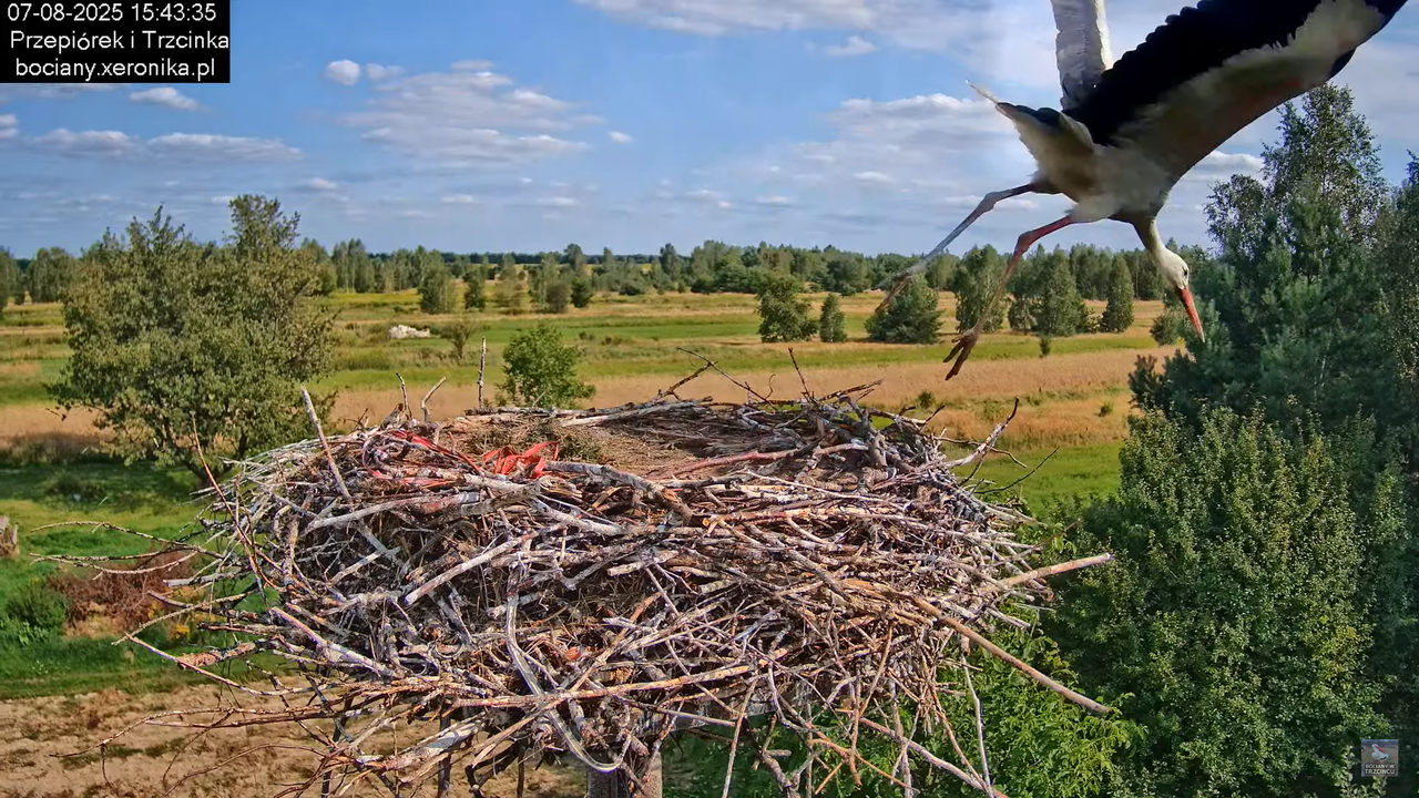 07082025bociany23