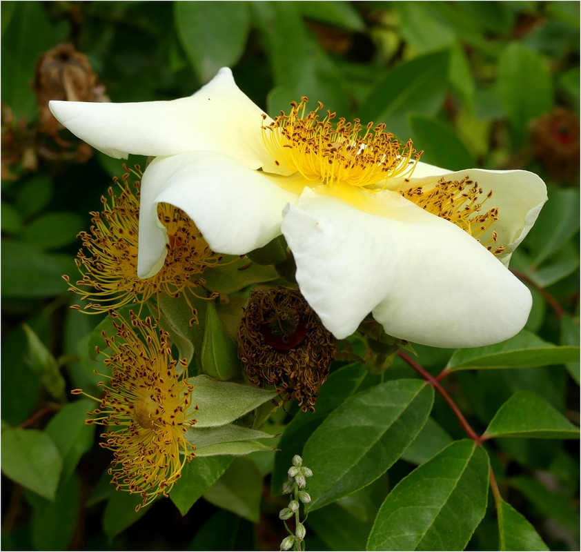 Buissonnière P1180244