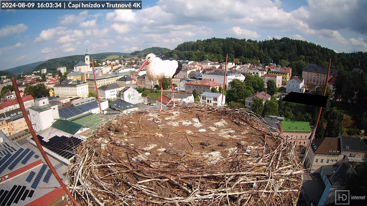 Tiešraidē no stārķa ligzdas uz alus darītavas skursteņa Trutnovā 8-38-26 screenshot