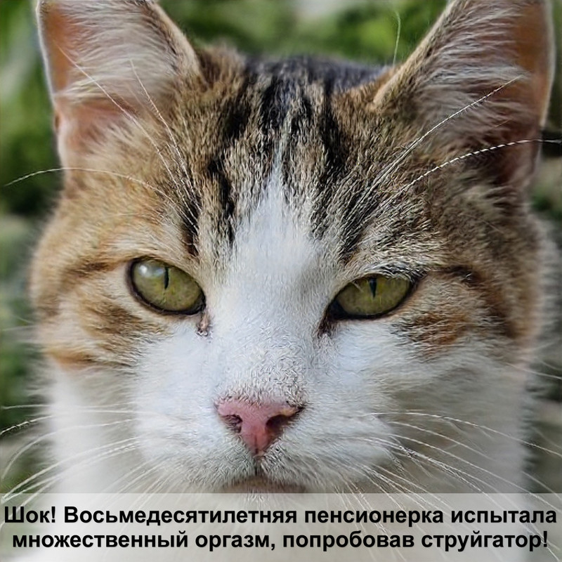 средство от глистов для кошек