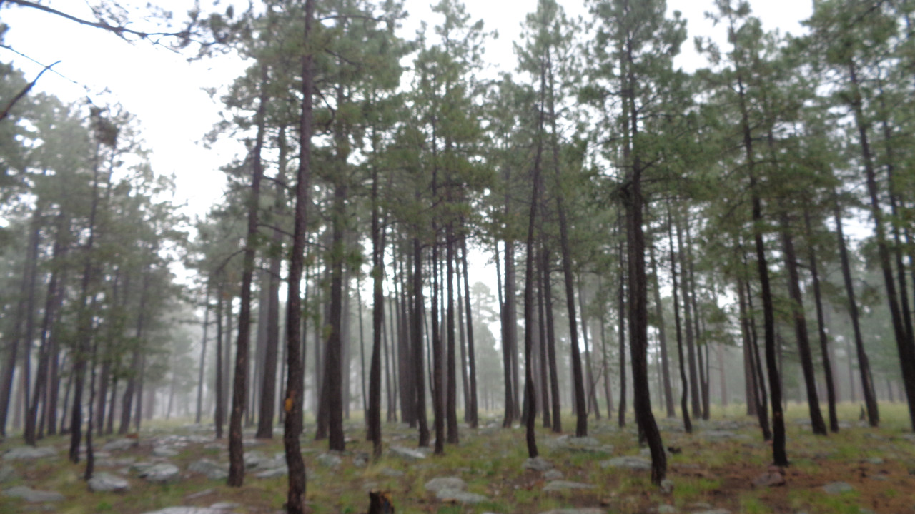 consumed by the fog (2025)