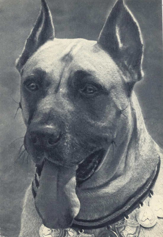 Дог 1969 Планета 12