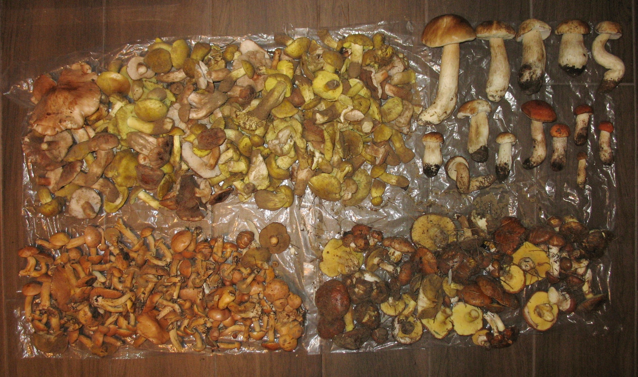 IMG_2838 - Копія