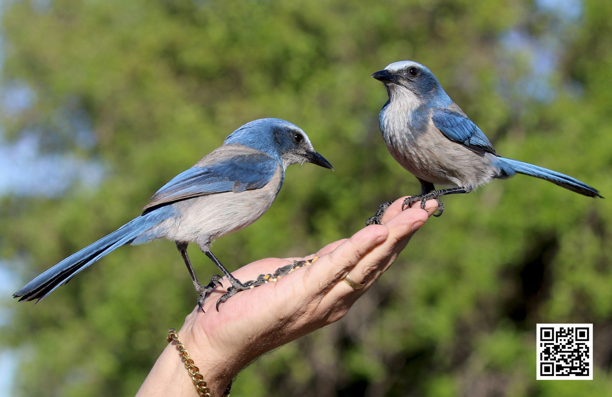 The Importance of Native Plants for Wild Birds
