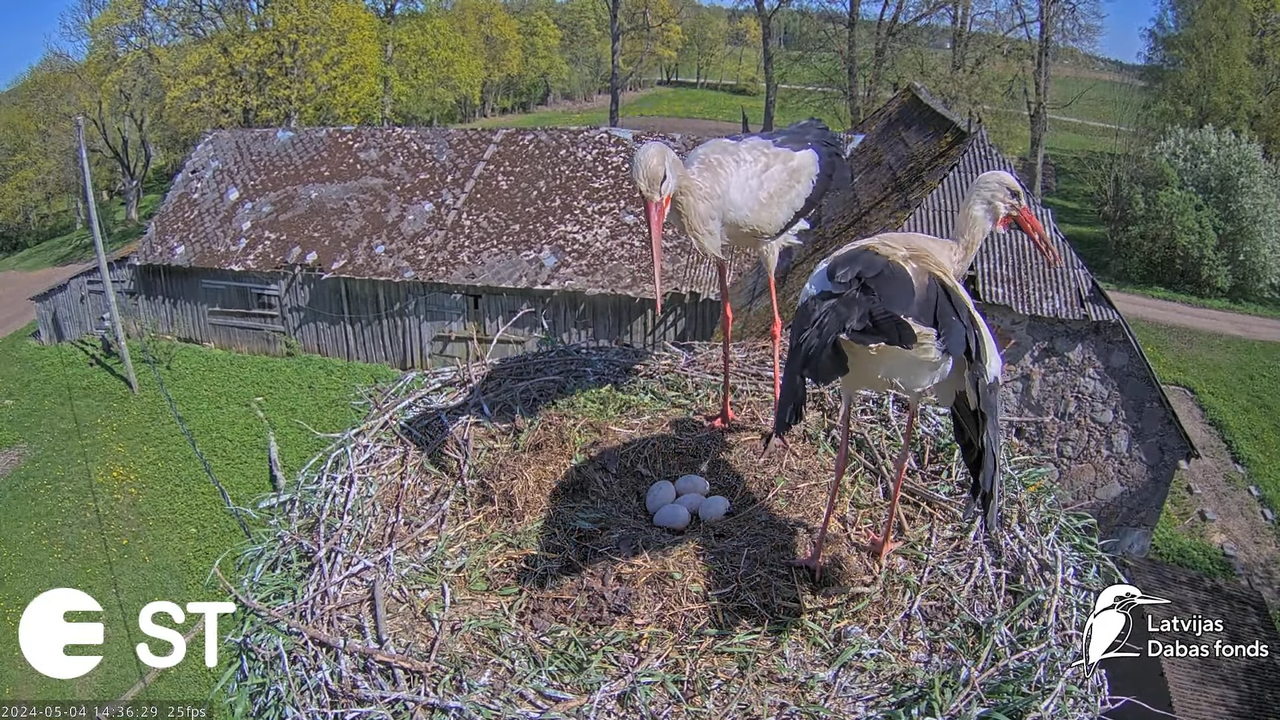 Baltie stārķi (Ciconia ciconia) Tukuma novadā - LDF tiešraide __ White storks in Tukums, Latvia 5-37