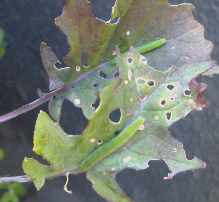 caterpillar