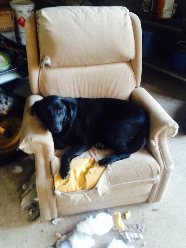 Old Chewed Up Dog Couch 24hourcampfire