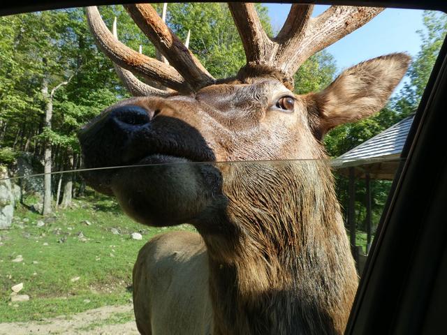 Sucrerie de la Montagne y Parc Omega - DOS SEMANAS EN EL ESTE DE CANADÁ (ONTARIO Y QUÉBEC) (13)