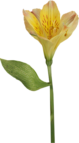 KBK_InTheSpring (41)