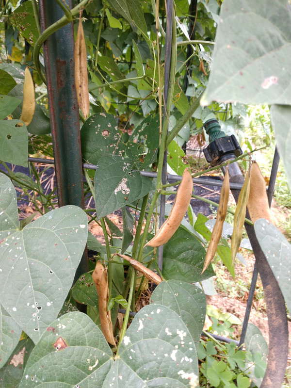 R34 AL Blackeyed Butter IMG_20200827_165020598