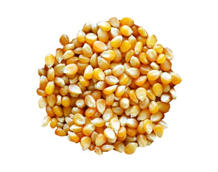 Seed Corn