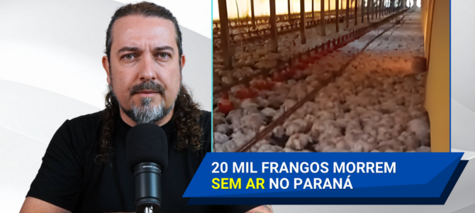 20 mil frangos morrem asfixiados após queda de energia em granja no Paraná