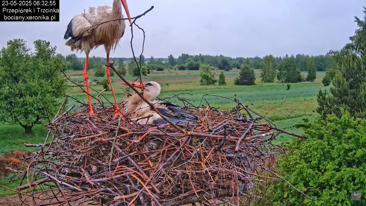 23052025bociany8