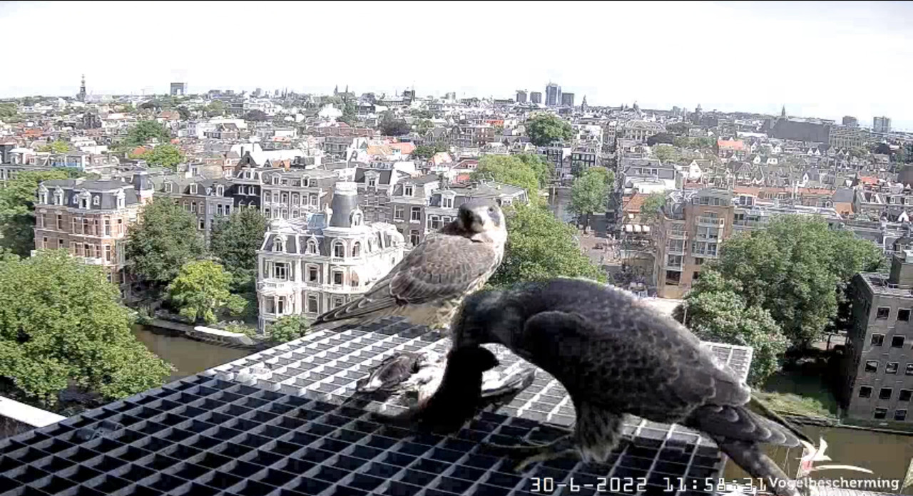Amsterdam/Rijksmuseum screenshots © Beleef de Lente/Vogelbescherming Nederland - Pagina 35 Video-2022-06-30-120826-Moment-6