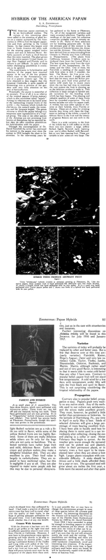 Zimmerman 1941 Hybrids of the American papaw