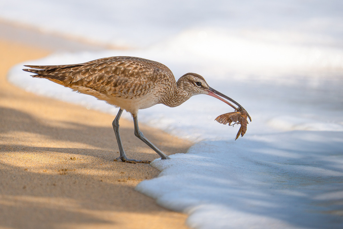 Amerikaanse Regenwulp (Costa Rica, 2/2024) – Heel blij mee!