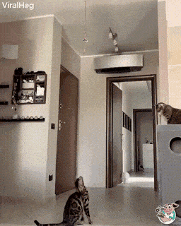 daily-gifdump-3449-30.gif
