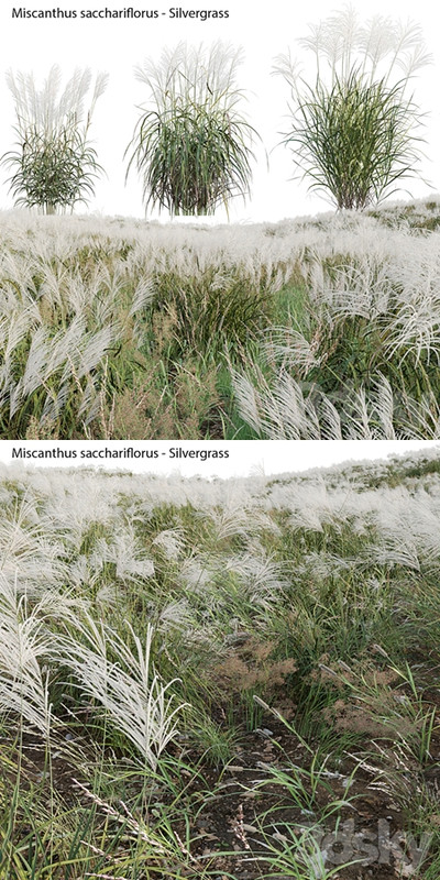 Miscanthus sacchariflorus - Silvergrass 02