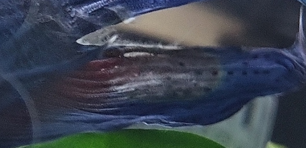 Screenshot_20221212_011158_Gallery