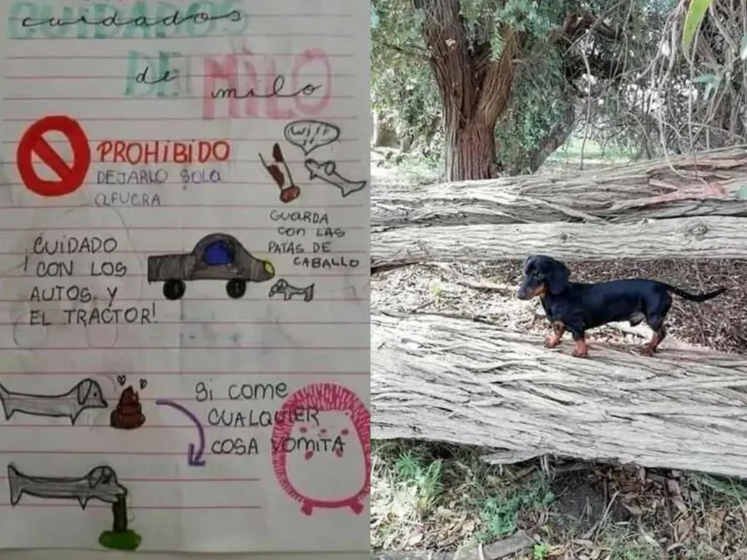 Niña comparte preciosas recomendaciones para cuidados de lomitos