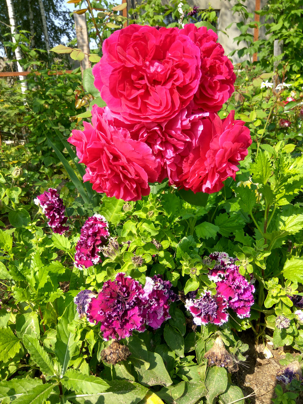 IMG_20170812_110046_HDR