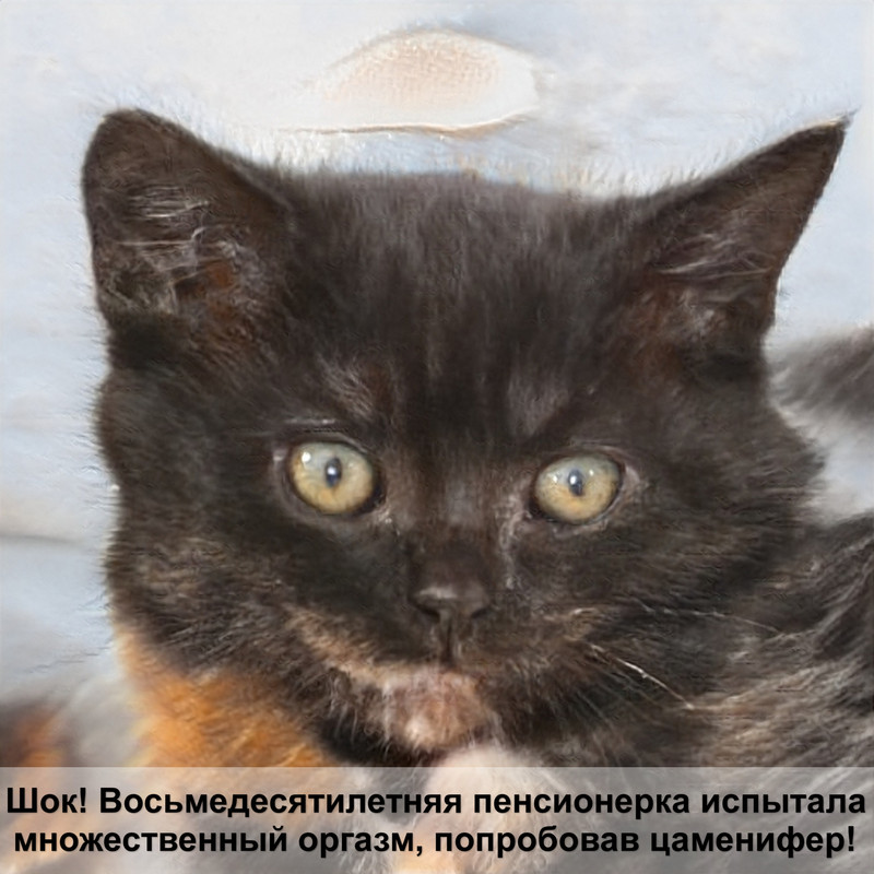 празител для кошек отзывы