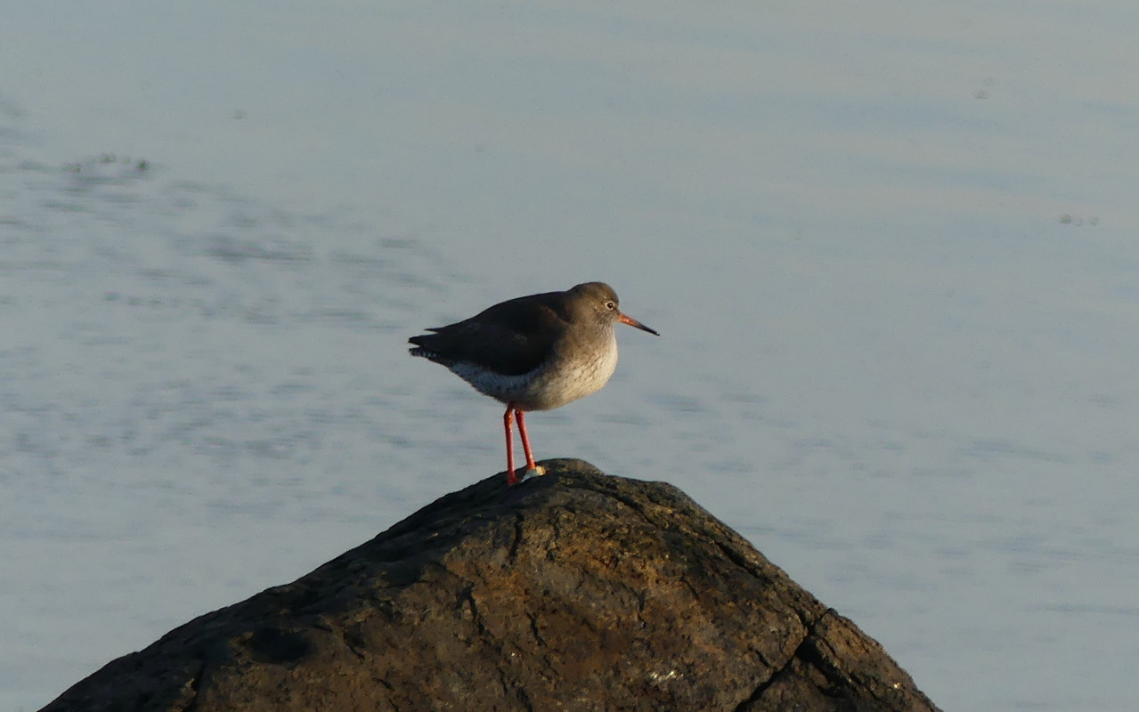 REDSHANK 1