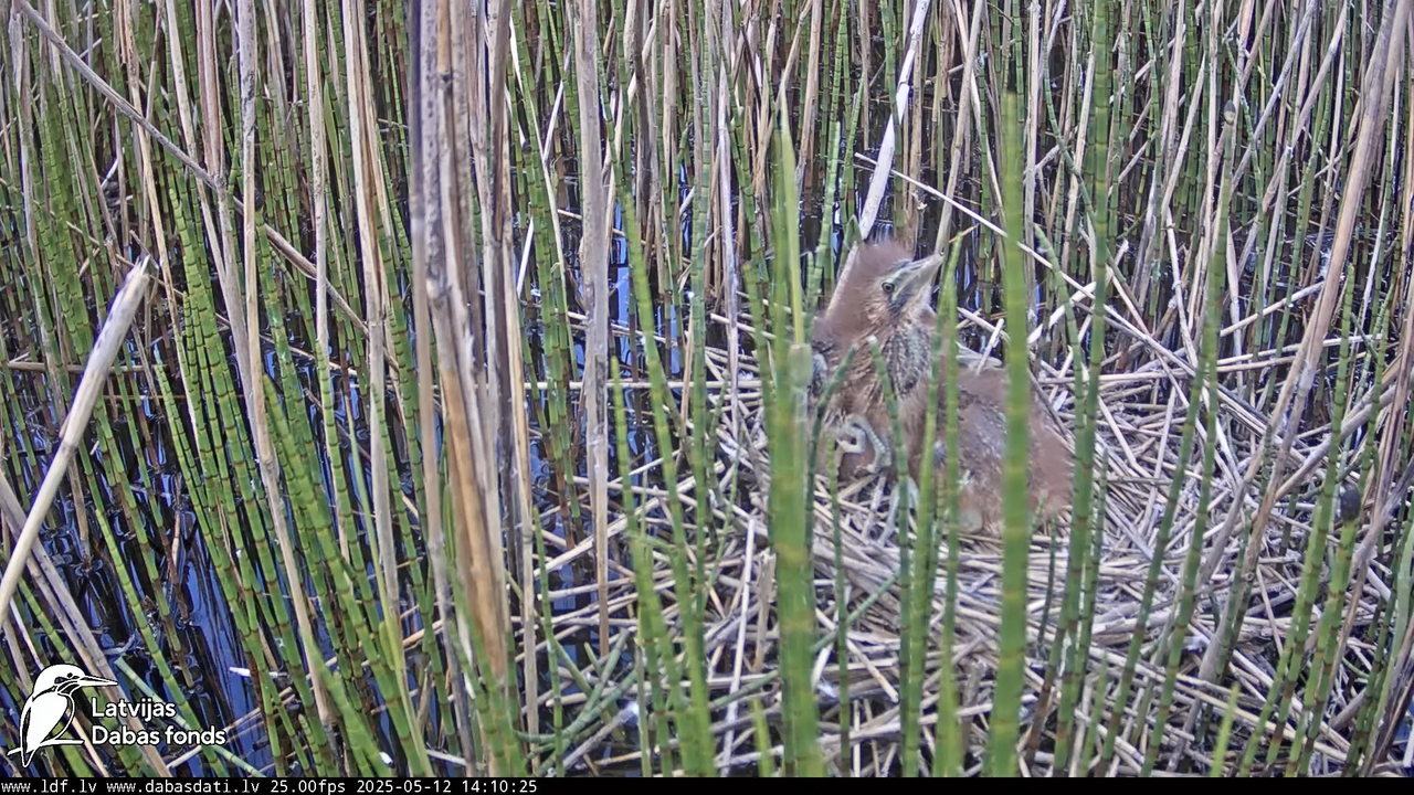 LDF Lielais dumpis (Botaurus stellaris) Zemītes pagastā 12-59-5 screenshot