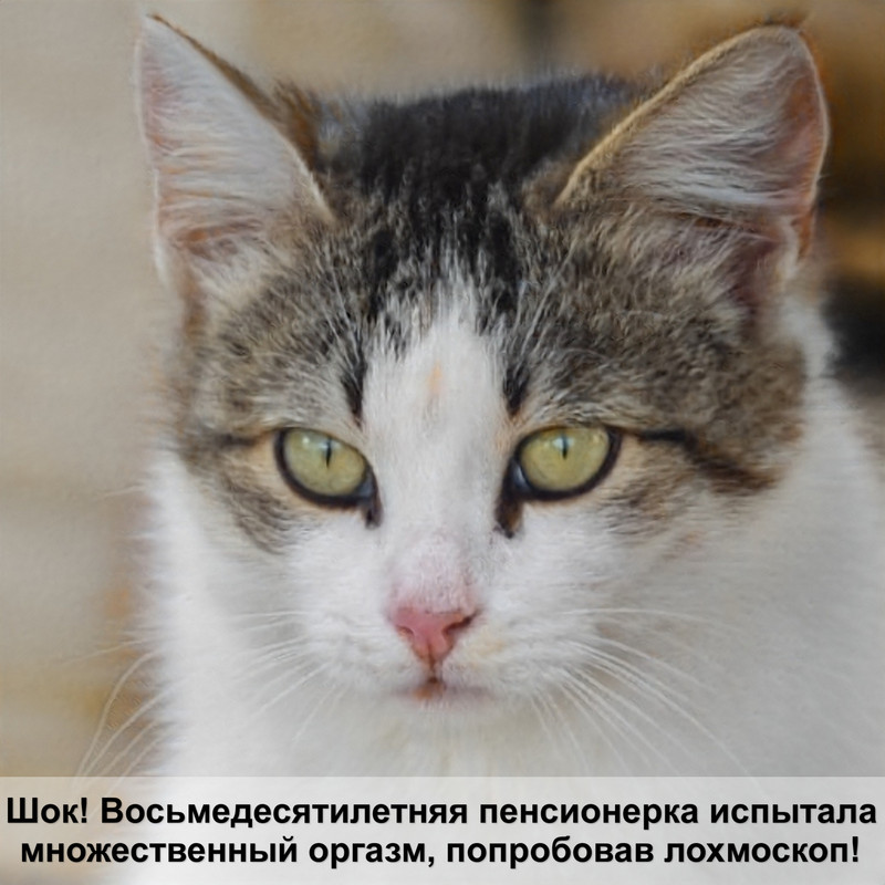 корм для кошек при мочекаменной болезни