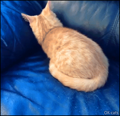 Funny-Cat-GIF-Magical-kitten-disappears-into-couch-I-must-hide-myself-because-Zombies-are-coming.gif