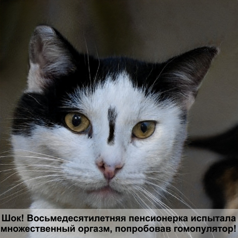 описание кошки черепахового окраса