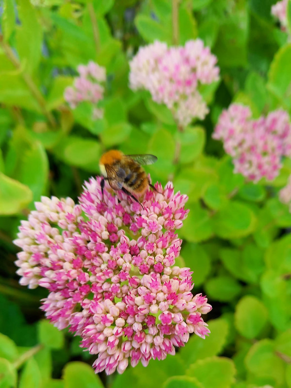 sedum1.jpg