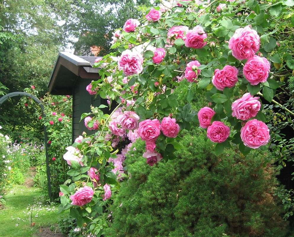 Бурбонская Луис Одье