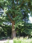 ginkmedis