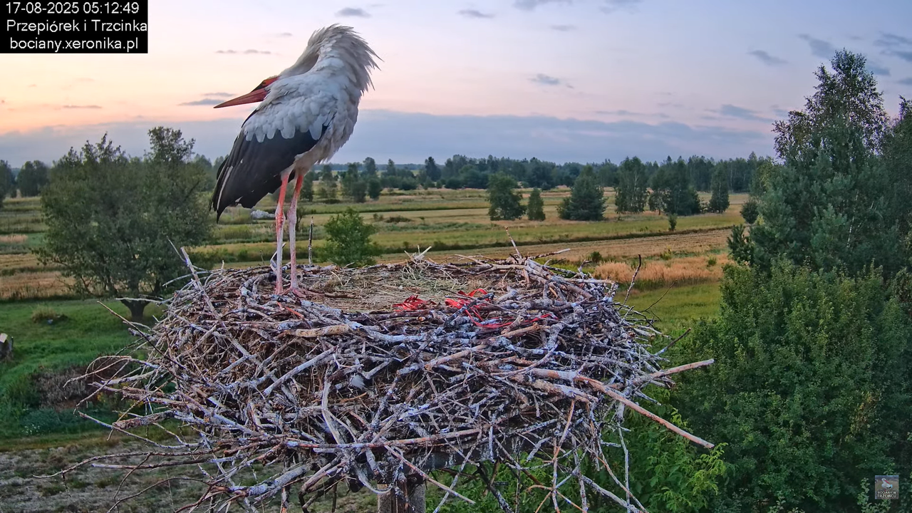 17082025bociany7
