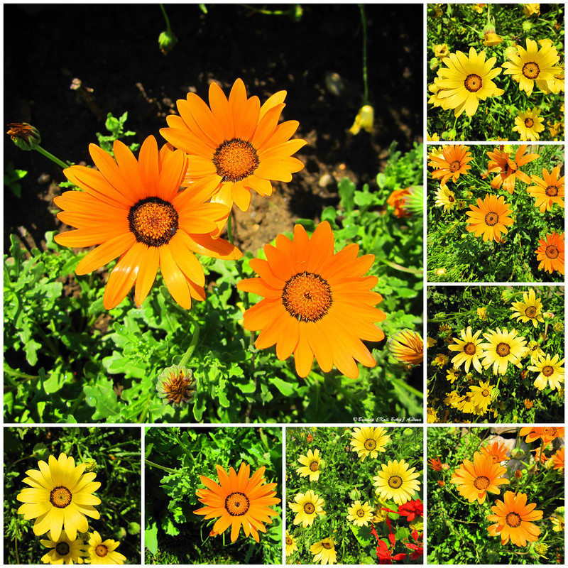 городские цветы6-5_edorig